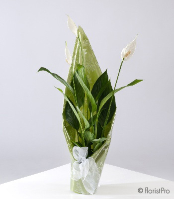 Calla Lily