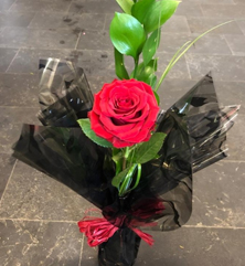 Red Rose in Glass Vase